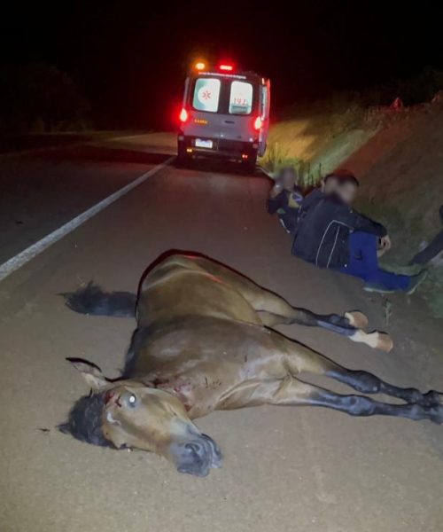 Imagem referente a Cavalo morre atropelado por veículo Creta na BR-369 em Cascavel