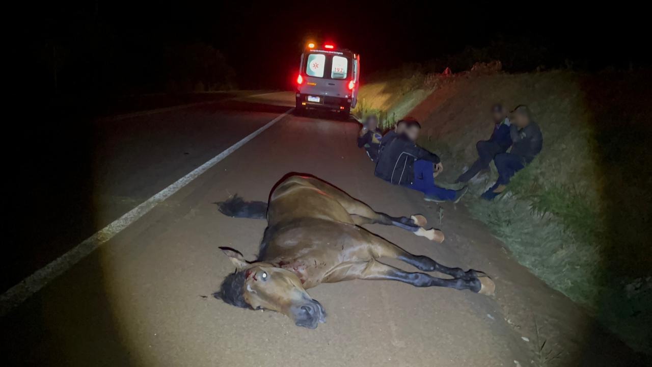 Imagem referente a Cavalo morre atropelado por veículo Creta na BR-369 em Cascavel