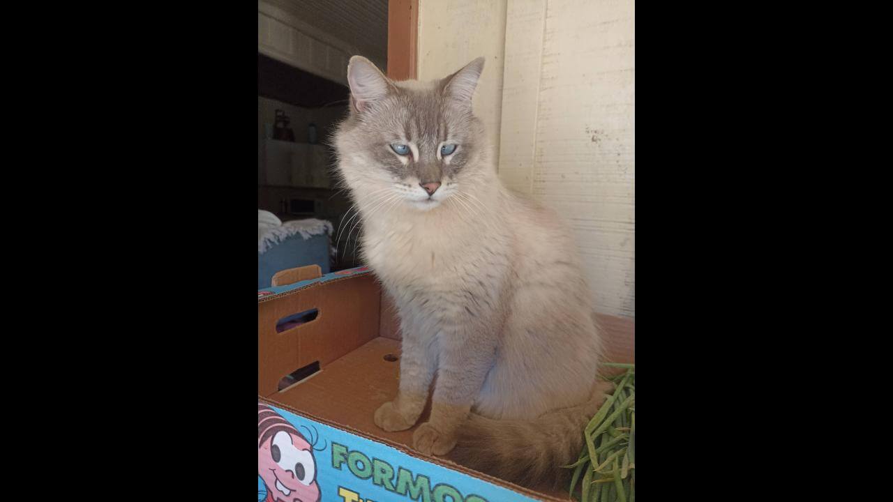 Gato Hórus desapareceu no bairro Canadá