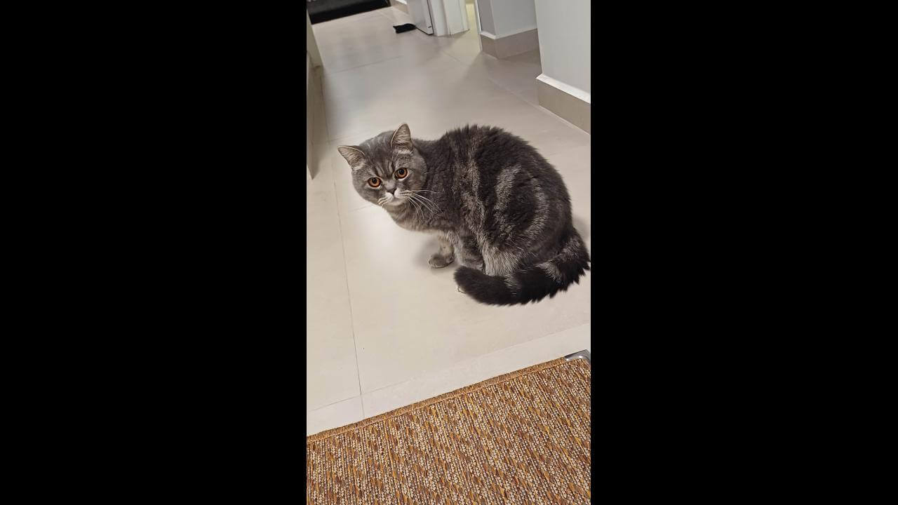Gato Romeu desapareceu no bairro 14 de Novembro
