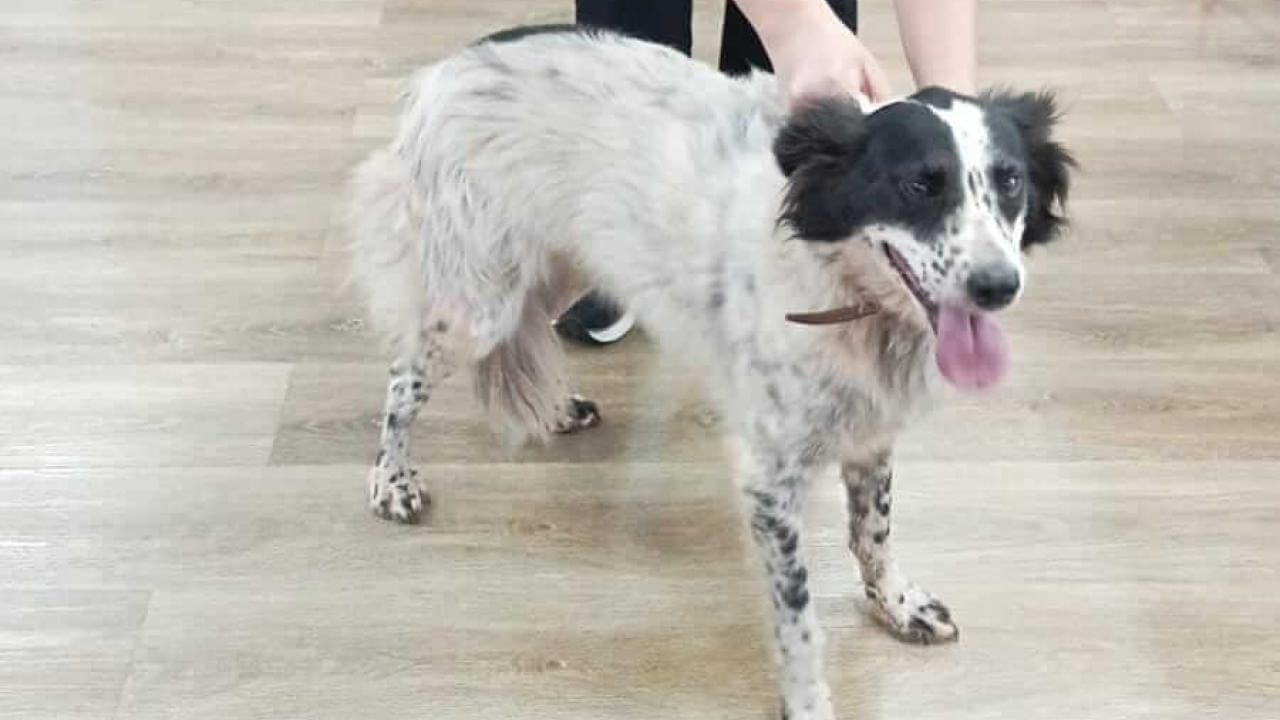 Cachorra é encontrada no bairro Centro
