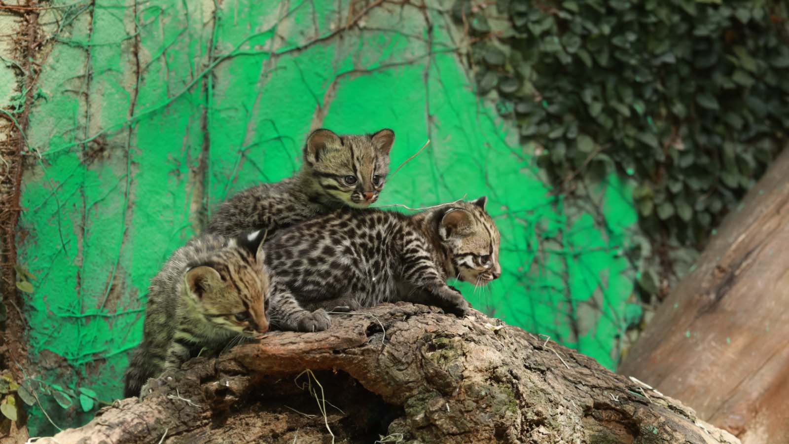 População escolhe os nomes Raoni, Rudá e Yara para novos moradores do Zoo