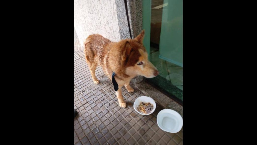 Cachorro é encontrado no bairro Centro Cachorro é encontrado no bairro Centro