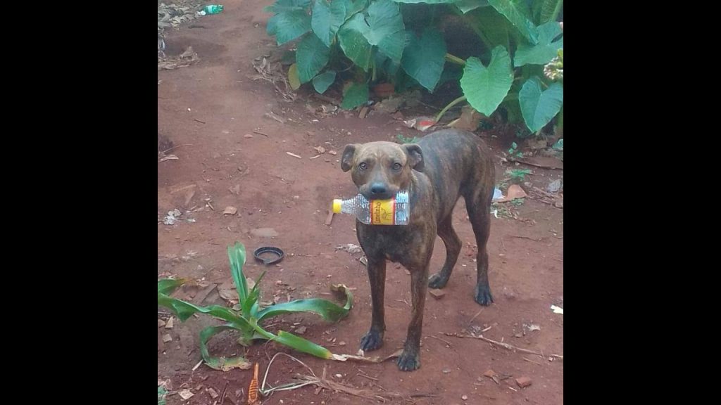 Cachorra Jade desapareceu no bairro Interlagos Cachorra Jade desapareceu no bairro Interlagos