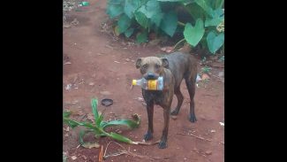 Imagem referente a Cachorra Jade desapareceu no bairro Interlagos