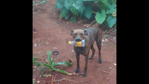 Cachorra Jade desapareceu no bairro Interlagos Cachorra Jade desapareceu no bairro Interlagos