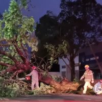 Árvore de grande porte cai e interdita rua Jorge Lacerda em Cascavel Imagem referente a Árvore de grande porte cai e interdita rua Jorge Lacerda em Cascavel