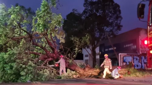 Árvore de grande porte cai e interdita rua Jorge Lacerda em Cascavel Árvore de grande porte cai e interdita rua Jorge Lacerda em Cascavel