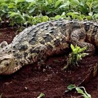 Jacaré prenha de 2,5 metros surpreende motoristas em lavoura às margens de rodovia no Paraná Imagem referente a Jacaré prenha de 2,5 metros surpreende motoristas em lavoura às margens de rodovia no Paraná