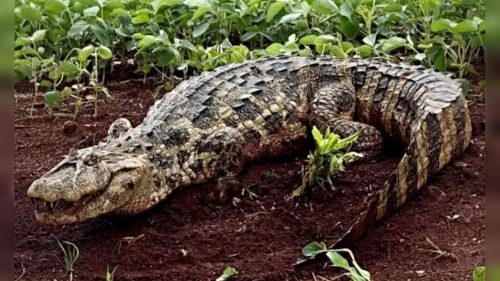 Jacaré prenha de 2,5 metros surpreende motoristas em lavoura às margens de rodovia no Paraná Jacaré prenha de 2,5 metros surpreende motoristas em lavoura às margens de rodovia no Paraná