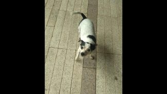 Cachorra é encontrada no bairro Centro Imagem referente a Cachorra é encontrada no bairro Centro