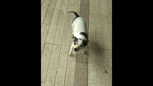Cachorra é encontrada no bairro Centro Imagem referente a Cachorra é encontrada no bairro Centro