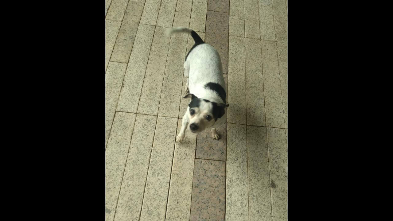 Cachorra é encontrada no bairro Centro