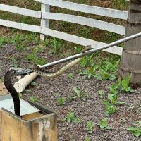 Moradores acordam e se deparam com filhote de Cascavel na escada de casa no Universitário Imagem referente a Moradores acordam e se deparam com filhote de Cascavel na escada de casa no Universitário