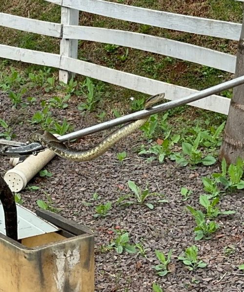 Imagem referente a Moradores acordam e se deparam com filhote de Cascavel na escada de casa no Universitário
