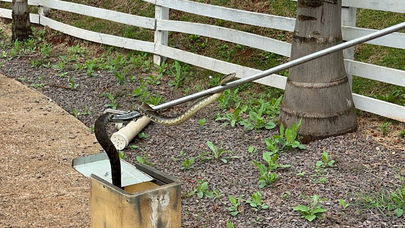Moradores acordam e se deparam com filhote de Cascavel na escada de casa no Universitário Imagem referente a Moradores acordam e se deparam com filhote de Cascavel na escada de casa no Universitário
