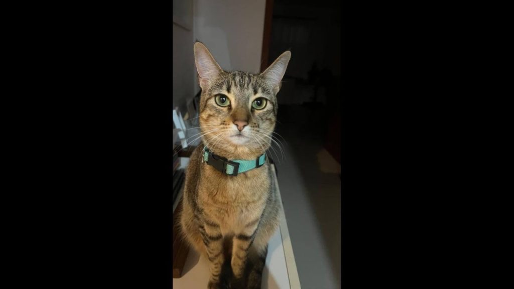 Gata Rita desapareceu no bairro Cancelli Gata Rita desapareceu no bairro Cancelli