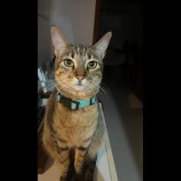 Gata Rita desapareceu no bairro Cancelli Imagem referente a Gata Rita desapareceu no bairro Cancelli