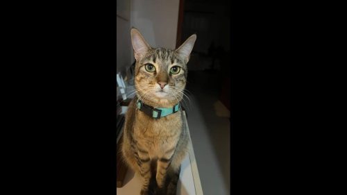 Gata Rita desapareceu no bairro Cancelli Imagem referente a Gata Rita desapareceu no bairro Cancelli