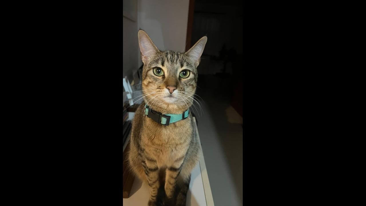 Gata Rita desapareceu no bairro Cancelli