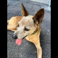 Cachorro Alvin desapareceu no bairro Canadá Imagem referente a Cachorro Alvin desapareceu no bairro Canadá