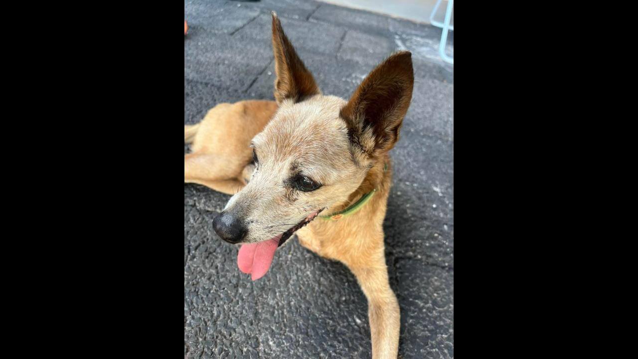 Cachorro Alvin desapareceu no bairro Canadá