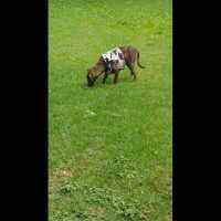 Cachorro é encontrado no bairro Cancelli Imagem referente a Cachorro é encontrado no bairro Cancelli