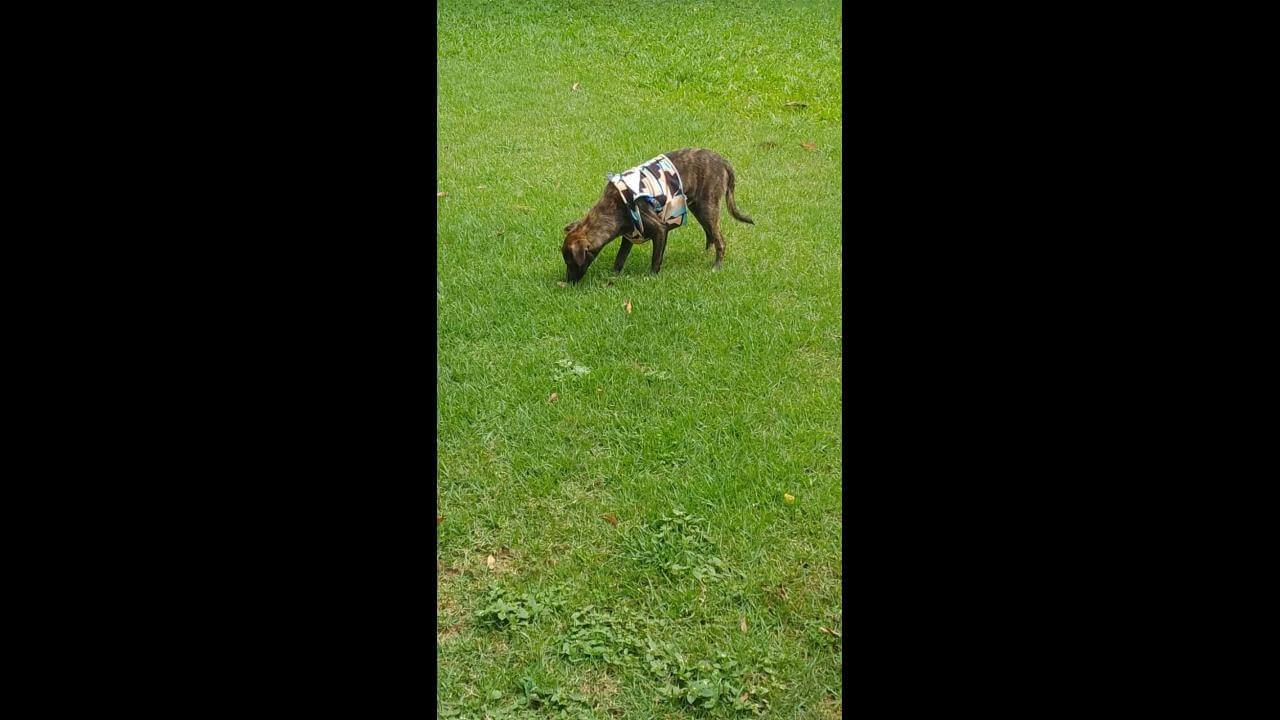 Cachorro é encontrado no bairro Cancelli