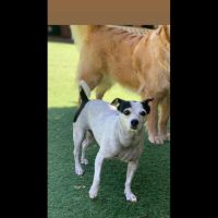 Cachorra Judite desapareceu no bairro Country Imagem referente a Cachorra Judite desapareceu no bairro Country