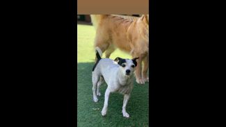 Imagem referente a Cachorra Judite desapareceu no bairro Country