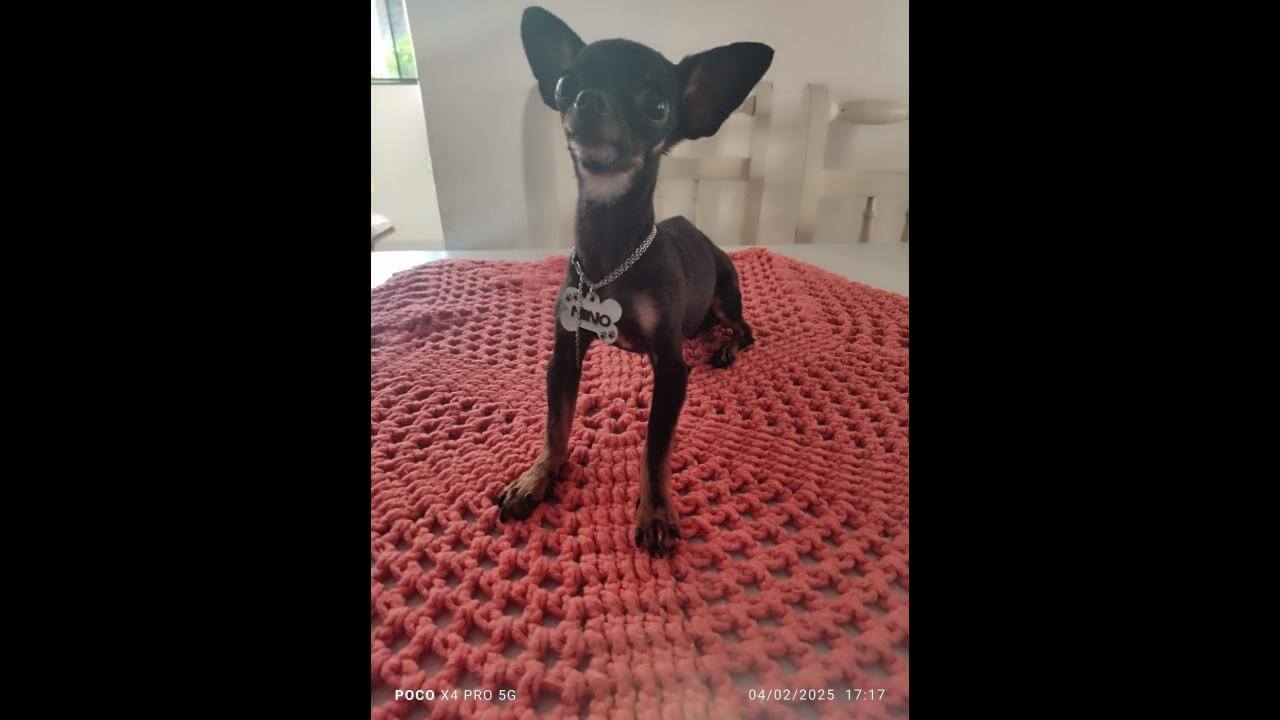 Cachorro Nino desapareceu no bairro Floresta
