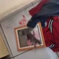 Homem de 28 anos é detido por violência doméstica e maus-tratos a animal na região Norte Imagem referente a Homem de 28 anos é detido por violência doméstica e maus-tratos a animal na região Norte