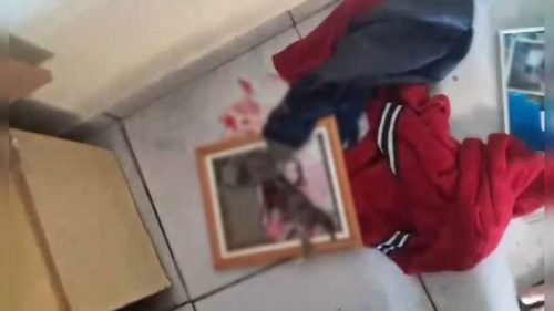 Homem de 28 anos é detido por violência doméstica e maus-tratos a animal na região Norte Homem de 28 anos é detido por violência doméstica e maus-tratos a animal na região Norte