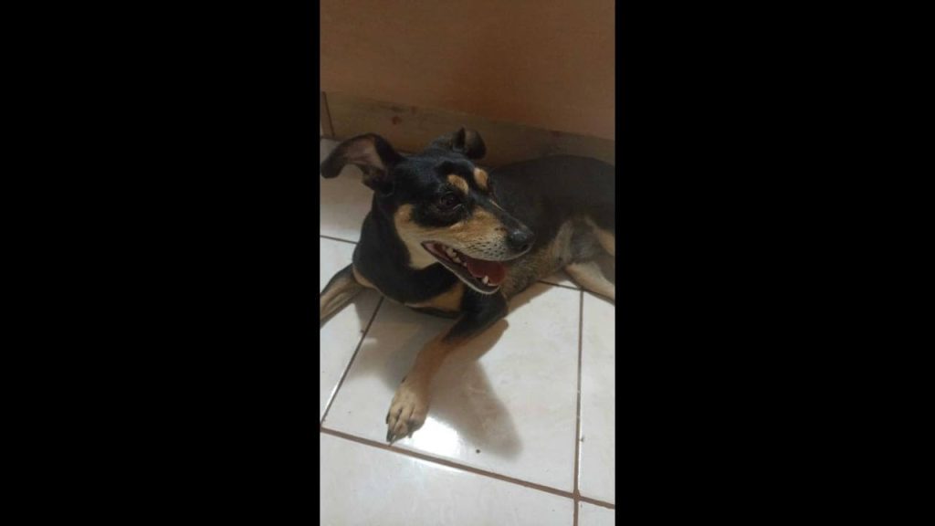 Cachorra é encontrada no bairro Cataratas Cachorra é encontrada no bairro Cataratas