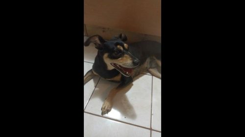 Cachorra é encontrada no bairro Cataratas Cachorra é encontrada no bairro Cataratas