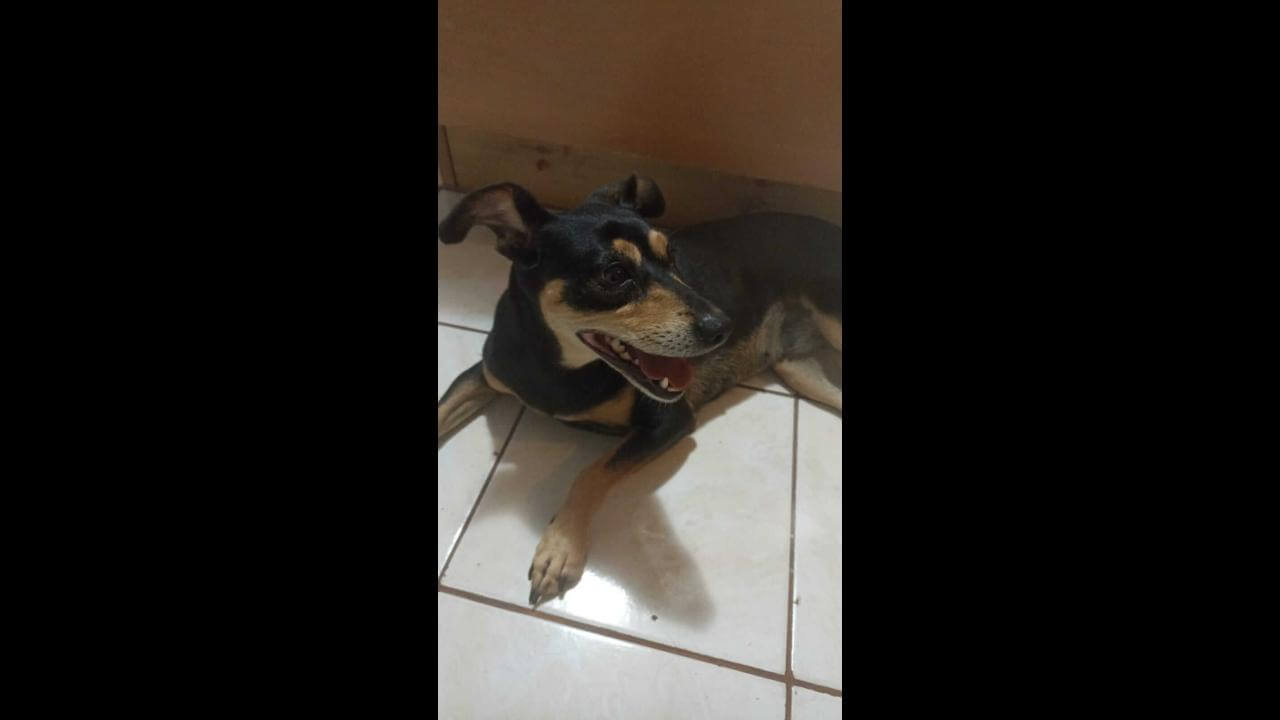 Cachorra é encontrada no bairro Cataratas
