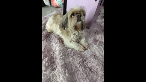 Cachorra é encontrada no bairro Alto Alegre Cachorra é encontrada no bairro Alto Alegre