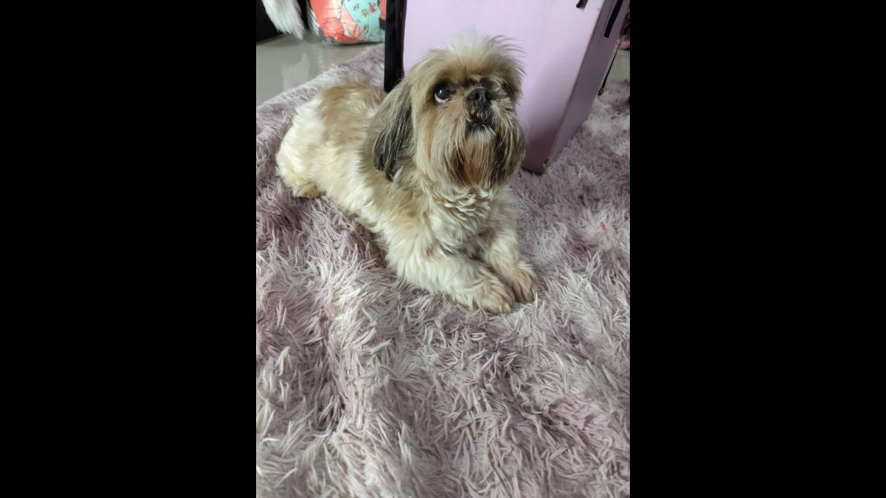 Cachorra é encontrada no bairro Alto Alegre