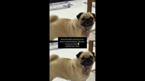 Cachorra é encontrada no bairro Universitário Cachorra é encontrada no bairro Universitário