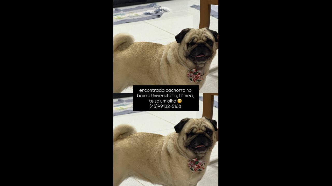 Cachorra é encontrada no bairro Universitário