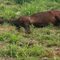 População pede socorro para resgatar cavalo à beira da morte no Brasmadeira Imagem referente a População pede socorro para resgatar cavalo à beira da morte no Brasmadeira