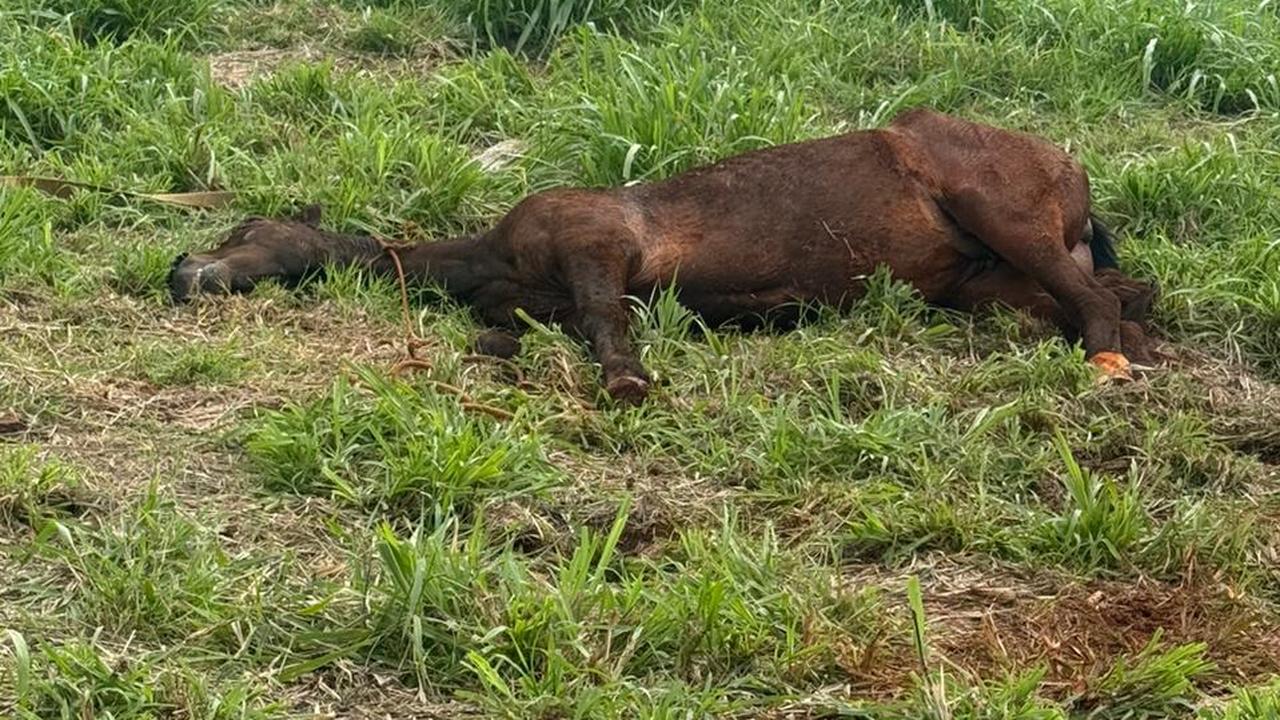 População pede socorro para resgatar cavalo à beira da morte no Brasmadeira Imagem referente a População pede socorro para resgatar cavalo à beira da morte no Brasmadeira
