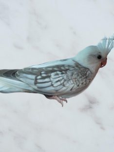 Calopsita Canelinha desapareceu no bairro Brasmadeira Calopsita Canelinha desapareceu no bairro Brasmadeira