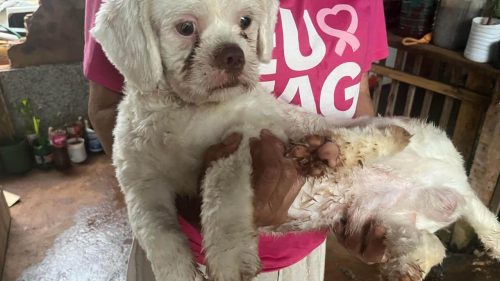 Cachorro é encontrado no bairro Brasília Cachorro é encontrado no bairro Brasília