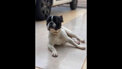 Cachorro Bruce desapareceu no bairro Canadá Cachorro Bruce desapareceu no bairro Canadá