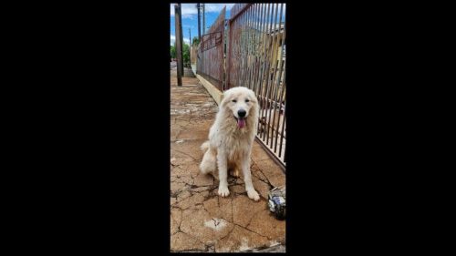 Cachorro é encontrado no bairro Parque Verde Cachorro é encontrado no bairro Parque Verde