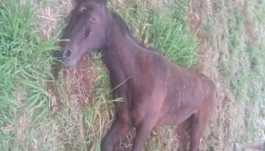 “Até agora nada”: cavalo continua sofrendo sem atendimento veterinário no Brasmadeira Imagem referente a “Até agora nada”: cavalo continua sofrendo sem atendimento veterinário no Brasmadeira