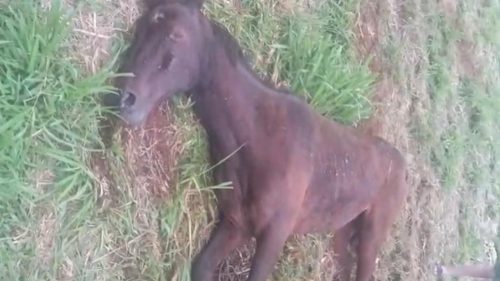 “Até agora nada”: cavalo continua sofrendo sem atendimento veterinário no Brasmadeira Imagem referente a “Até agora nada”: cavalo continua sofrendo sem atendimento veterinário no Brasmadeira