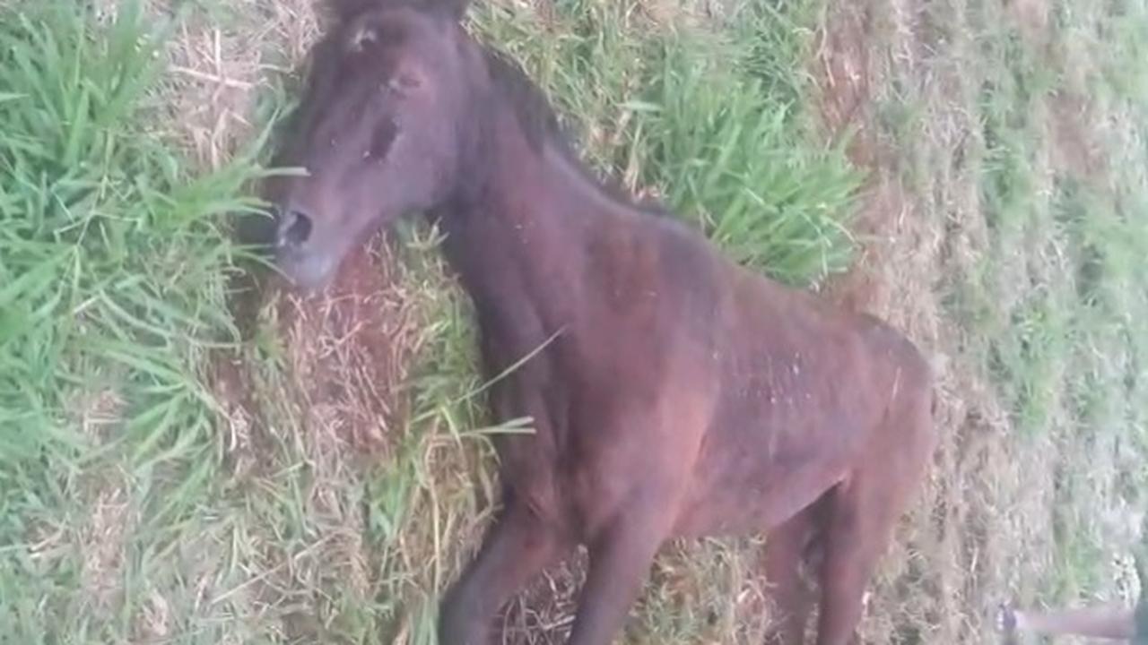 "Até agora nada": cavalo continua sofrendo sem atendimento veterinário no Brasmadeira "Até agora nada": cavalo continua sofrendo sem atendimento veterinário no Brasmadeira