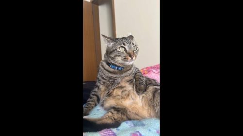 Gato Nick desapareceu no bairro Alto Alegre Gato Nick desapareceu no bairro Alto Alegre